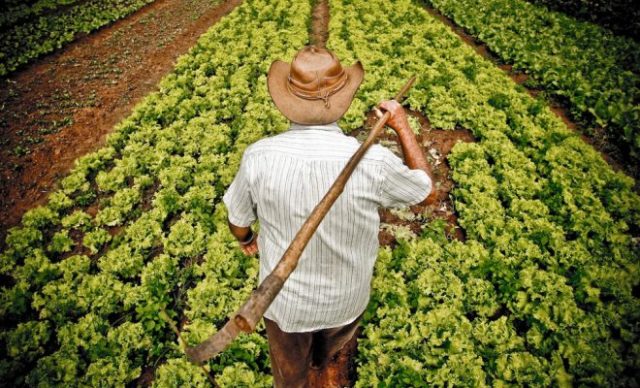 agricultor, produtor rural, lavoura, previdência, agricultura familiar