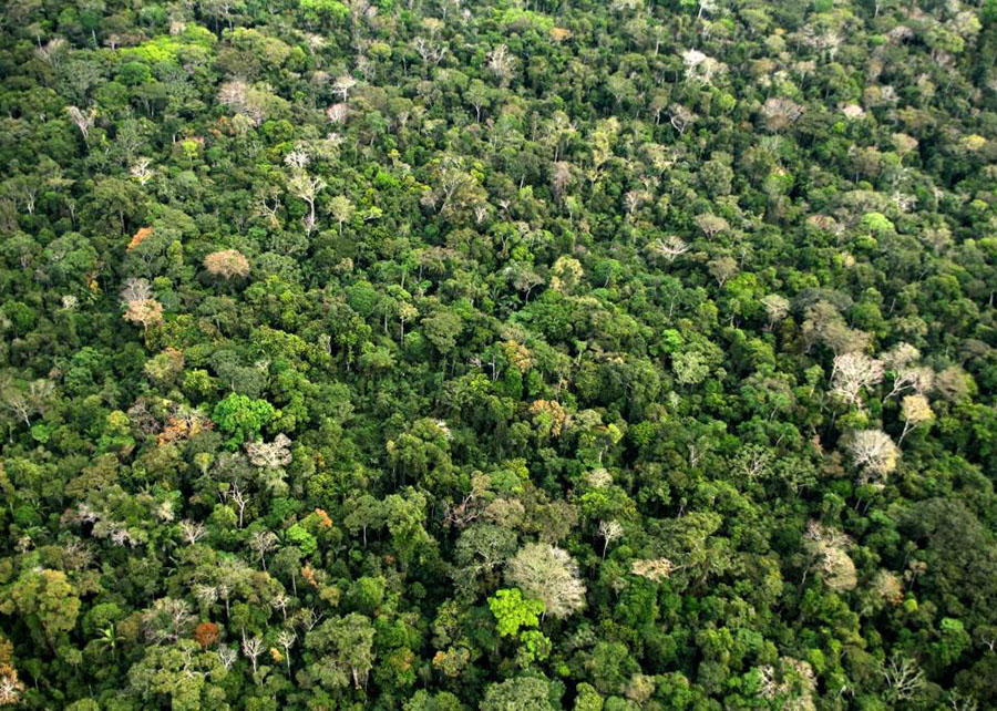 Amazônia, COP28, investimento, Brasil