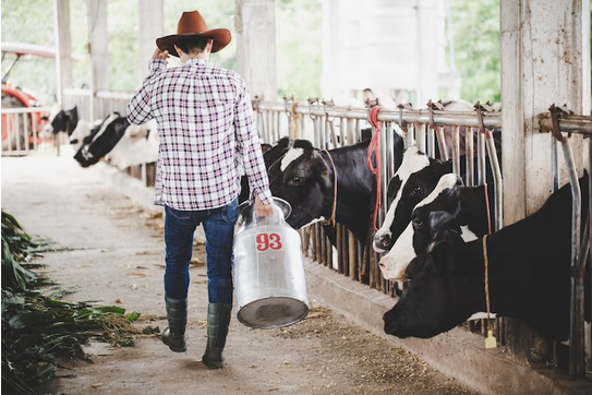Screenshot 2023 08 09 at 17 08 01 Jovem ou agricultor com balde caminhando ao longo do estabulo e vacas na fazenda de gado leiteiro Foto Gratis