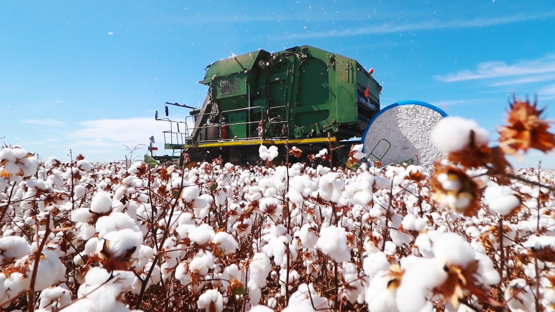 Colheita do algodão mostra alta produtividade e anima mercado