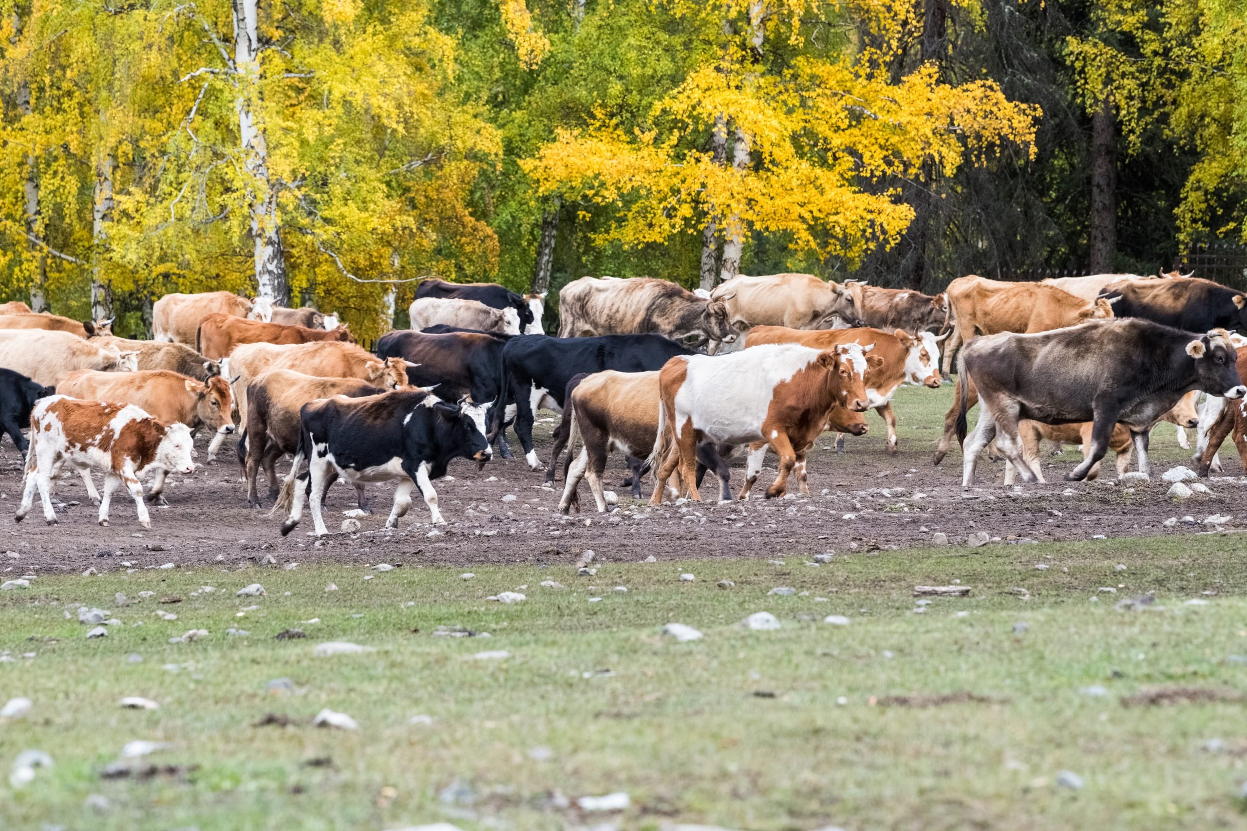 gado bovino em pastagem na China