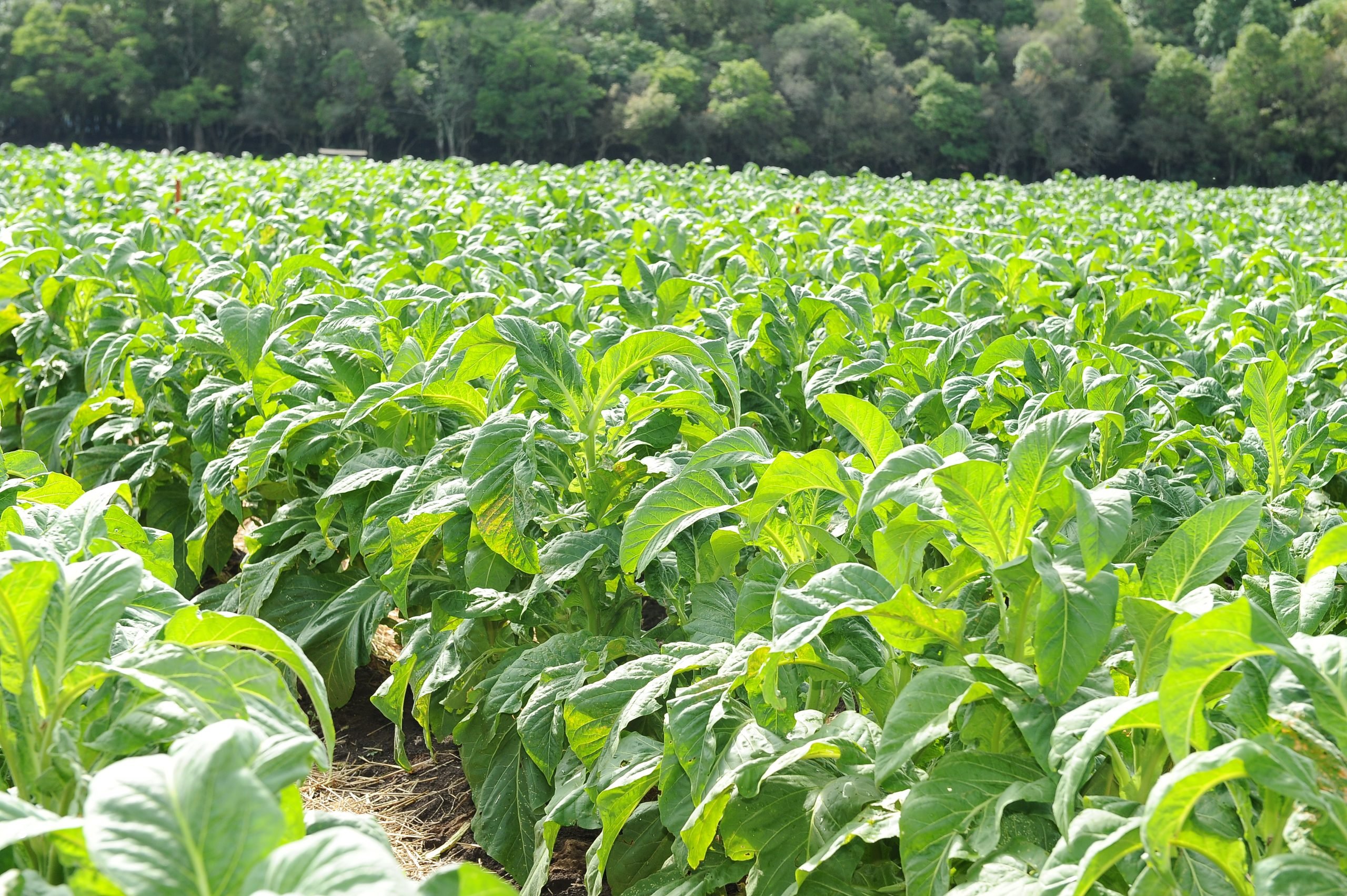 Tabaco: safra 2022/23 encerra com produção de 605 mil toneladas na região Sul