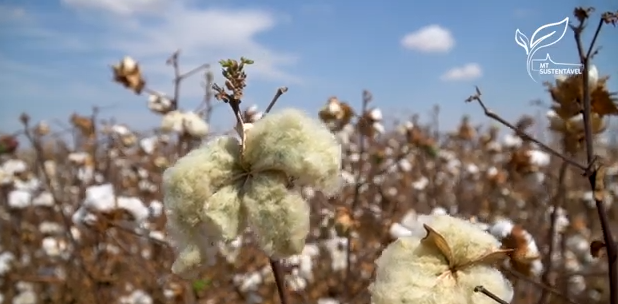 A certificação do algodão como garantia de sustentabilidade
