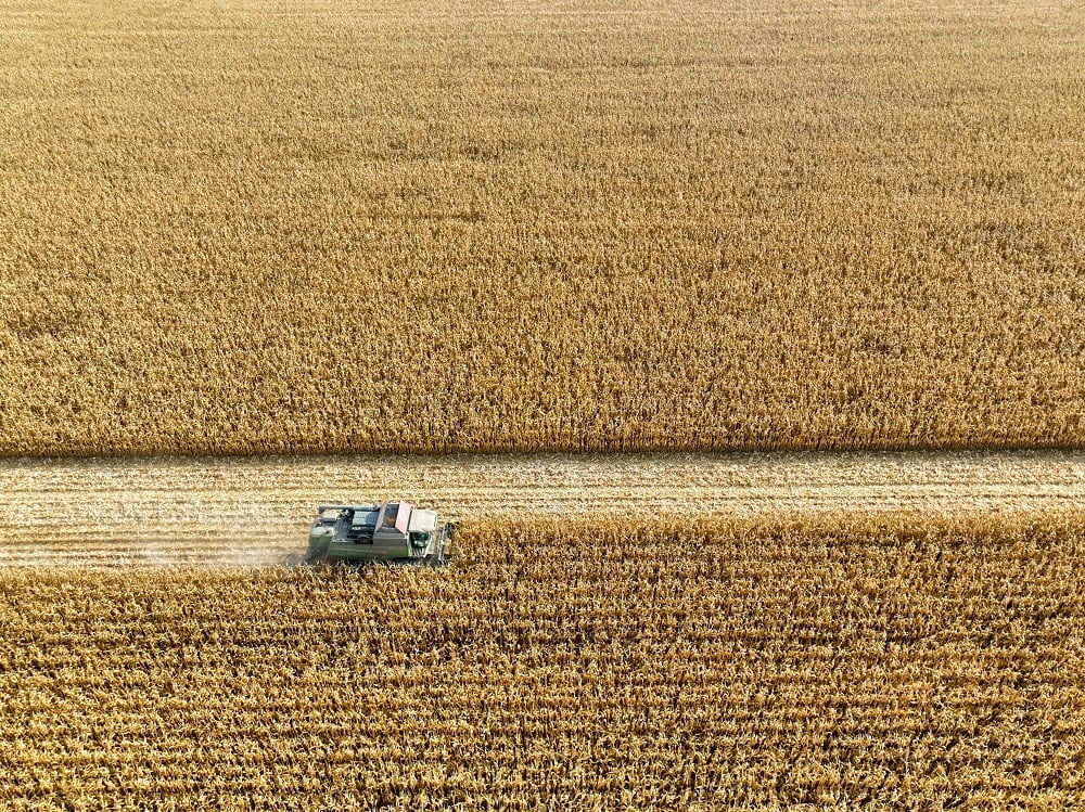 colheita de milho na Turquia - deral