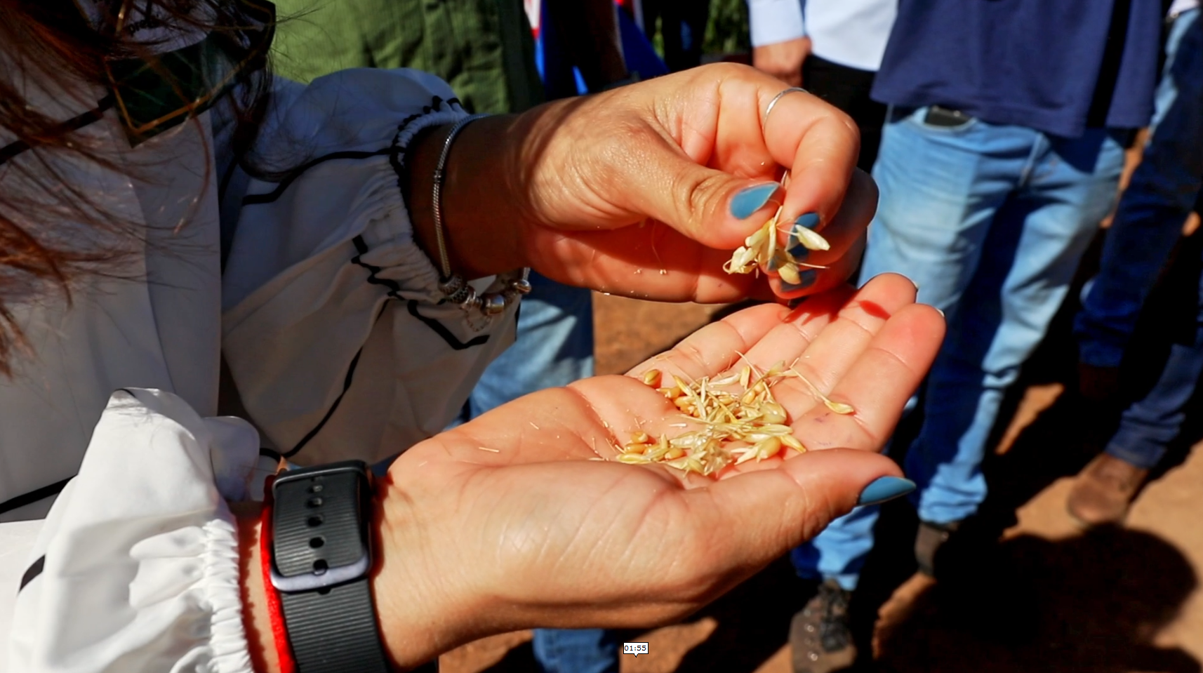 Sementes do trigo nas mãos de uma mulher durante terceiro encontro do trigo da Fundação Bahia em Luis Eduardo Magalhães