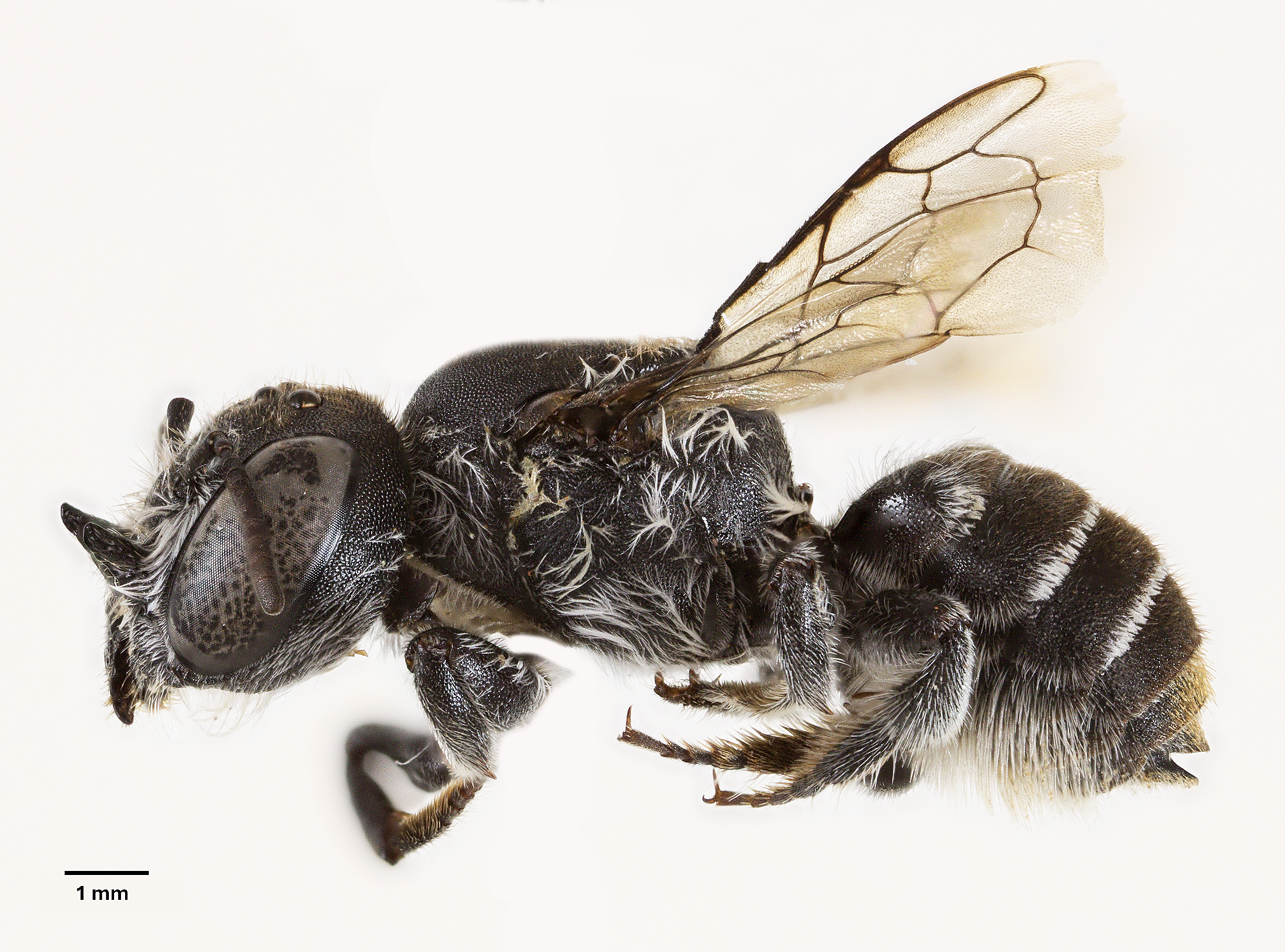 abelha Megachile lucífer